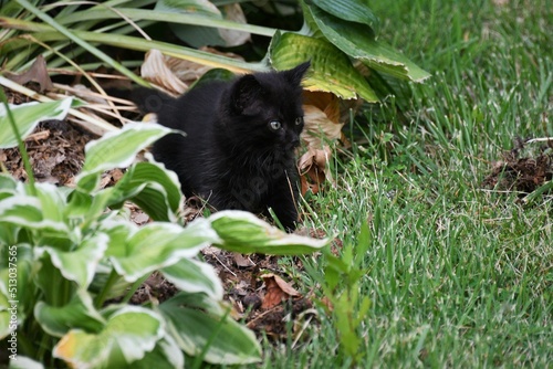 Black Kitten in a Yard © Steve