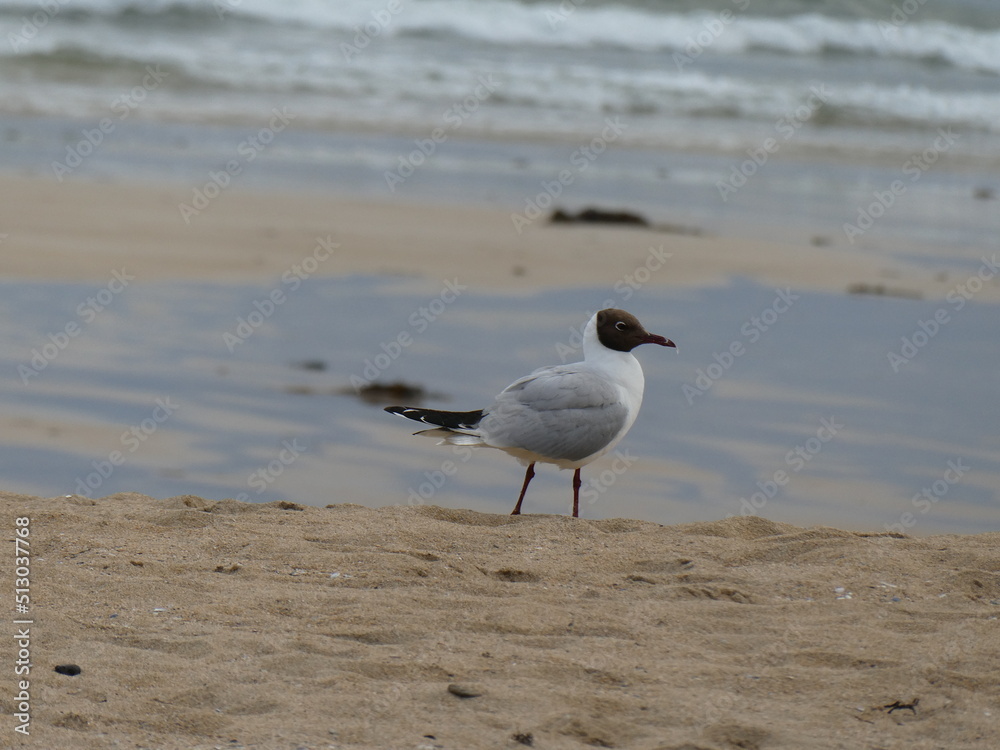mouette mouette