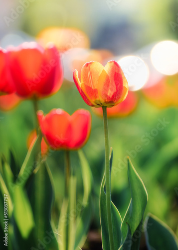 Beautiful tulips in sunlight with highlights close-up
