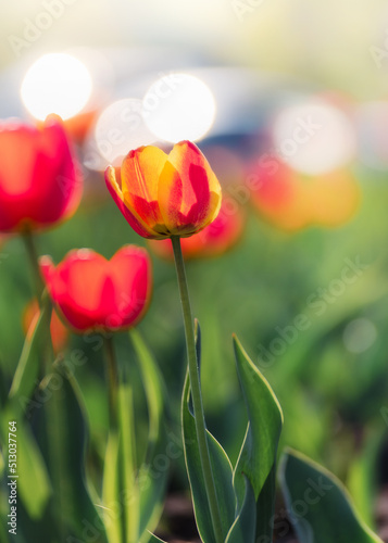 Beautiful tulips in sunlight with highlights close-up