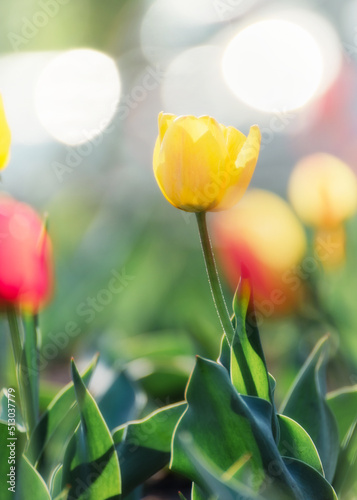 Beautiful tulips in sunlight with highlights close-up