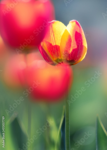 Beautiful tulips in sunlight with highlights close-up