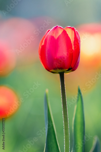 Beautiful tulips in sunlight with highlights close-up