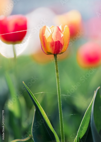 Beautiful tulips in sunlight with highlights close-up