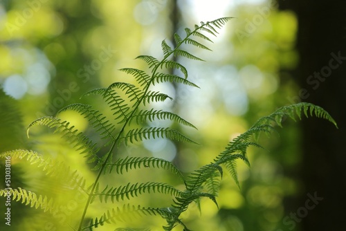 Fern in the forest on a sunny spring morning
 photo