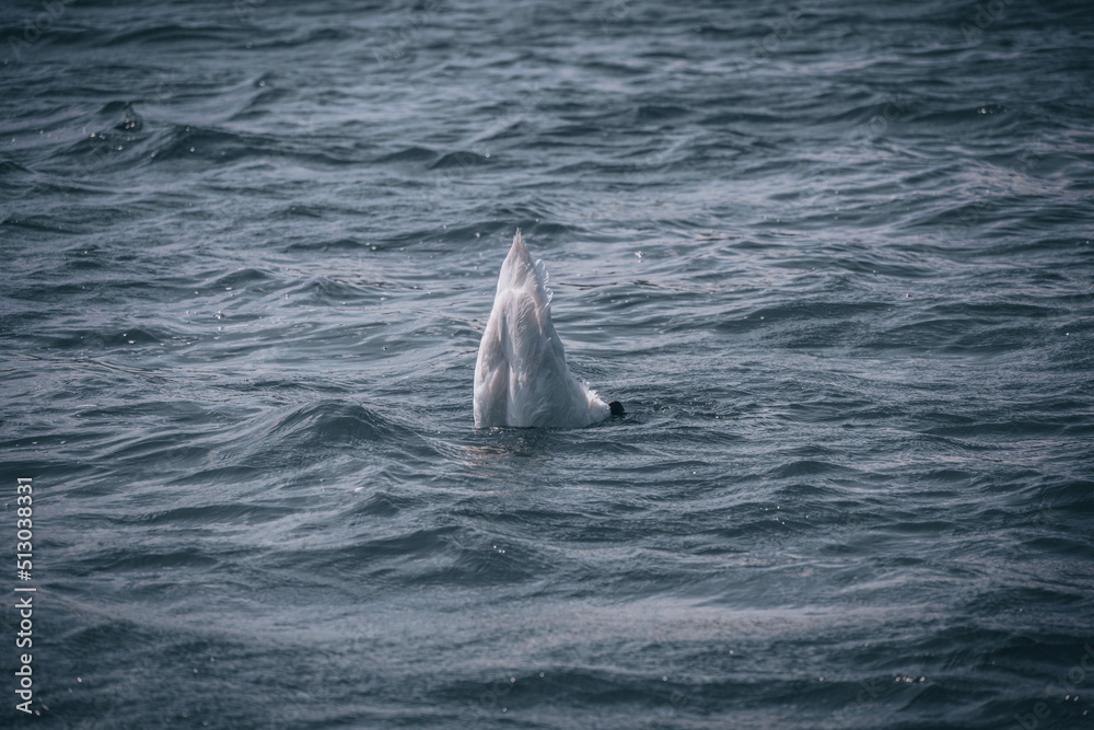Naklejka premium Die Donauinsel – kurz auch die „Insel“ genannt – ist eine zwischen 1972 und 1988 errichtete, 21,1 km lange und bis zu 250 m breite künstliche Insel im Stadtgebiet von Wien.