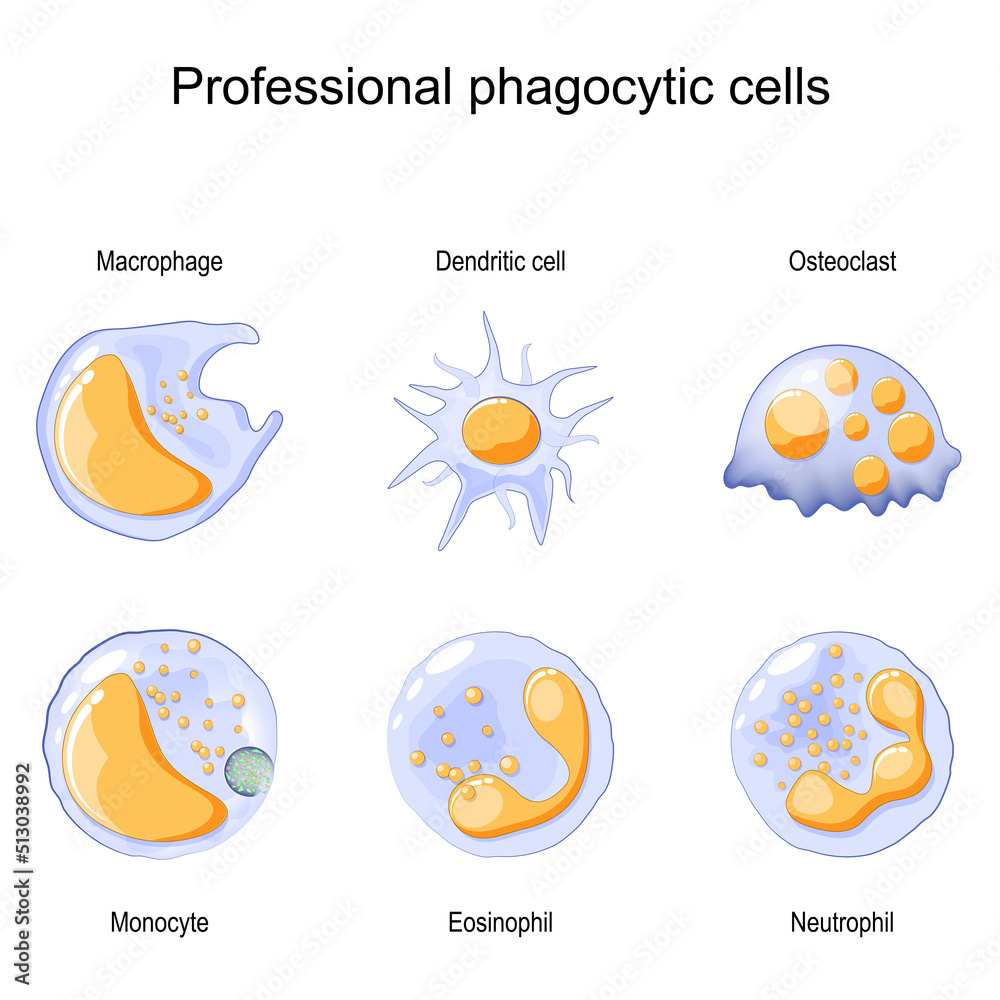 Phagocytosis. Professional phagocytic cells. Neutrophils, macrophages, monocytes, dendritic cells, osteoclasts and eosinophils