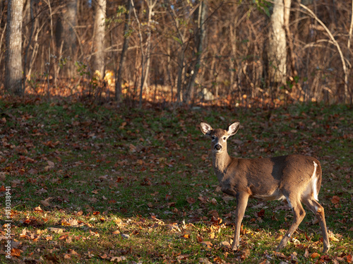 Deer near a forest edge in Virginia