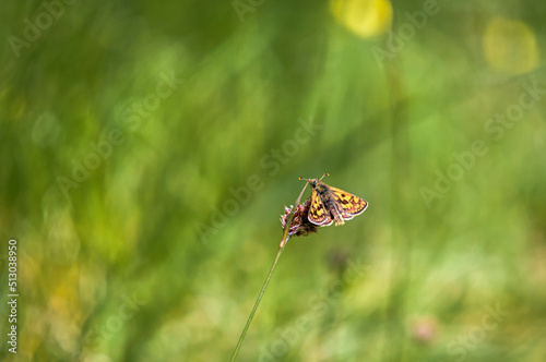 A summer HDR image of the Chequered Skipper Butterfly, Carterocephalus palaemon, in Allt Mhuic Nature Reserve, Lochaber, Scotland.  photo