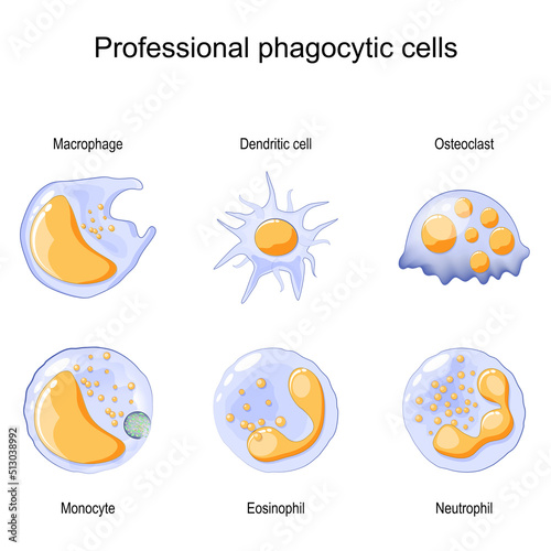 Phagocytosis. Professional phagocytic cells. Neutrophils, macrophages, monocytes, dendritic cells, osteoclasts and eosinophils