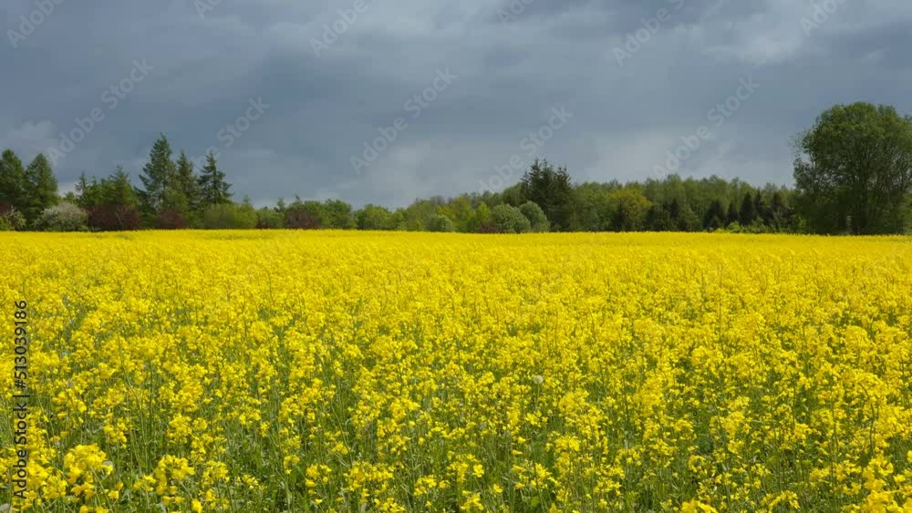 Landscape view of the flowery field in Estonia that is full of yellow flowers Landscape view of the flowery field in Estonia that is full of yellow flowers