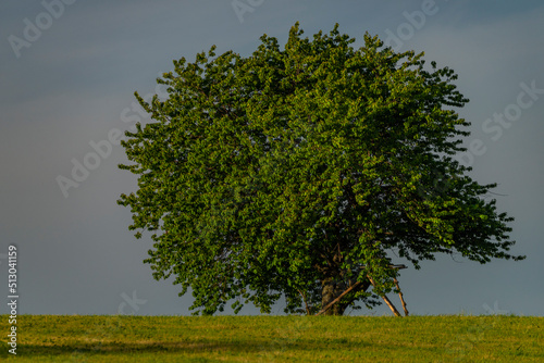 Cherry tree on green grass meadow in Krkonose mountains in spring evening