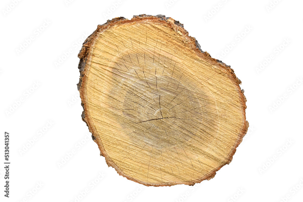 Big tree trunk slice cut from old wood isolated on white background. Textured surface with rings and cracks. Beautiful pattern of annual rings on cut of tree. Close-up. Selective focus. - obrazy, fototapety, plakaty 