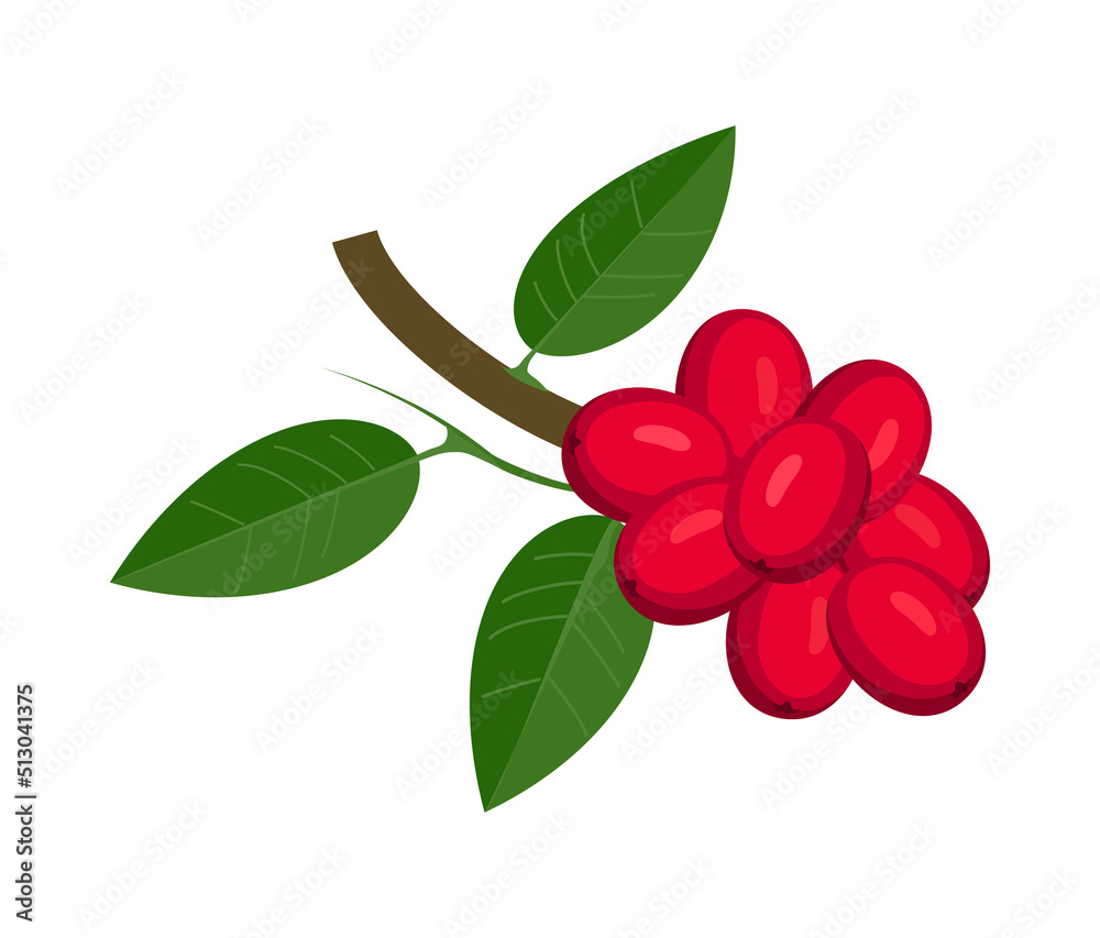 Cocoa Tree Branch Composition Cocoa Tree Branch Composition