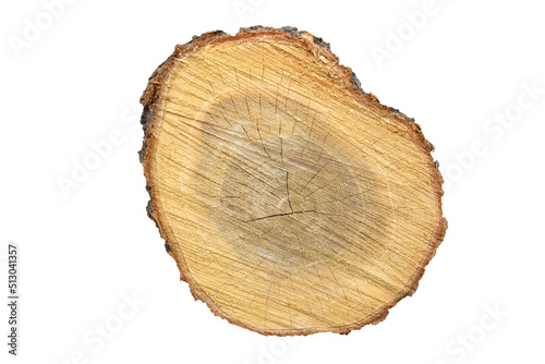 Big tree trunk slice cut from old wood isolated on white background. Textured surface with rings and cracks. Beautiful pattern of annual rings on cut of tree. Close-up. Selective focus.