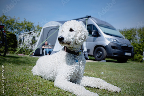 Hund, weißer Pudel, liegt auf einem Campingplatz vor einem Wohnmobil photo