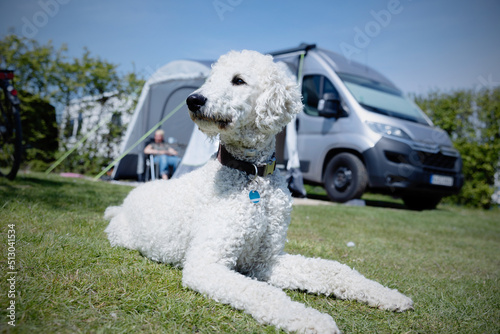 Hund, weißer Pudel, liegt auf einem Campingplatz vor einem Wohnmobil photo