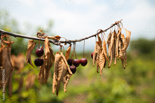 retrograde death due to monilia in cherry trees and mummification of fruits.
