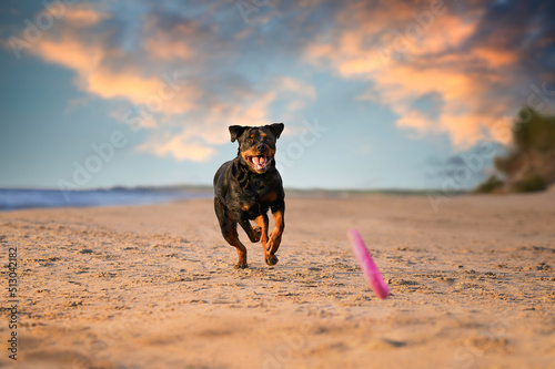 Fototapeta Naklejka Na Ścianę i Meble -  happy rottweiler dog running on the beach at sunset