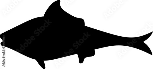 Set of cartoon fishes. Modern flat fishes, Isolated fish. Flat design fish. Vector illustration, fishes. fish collection.  