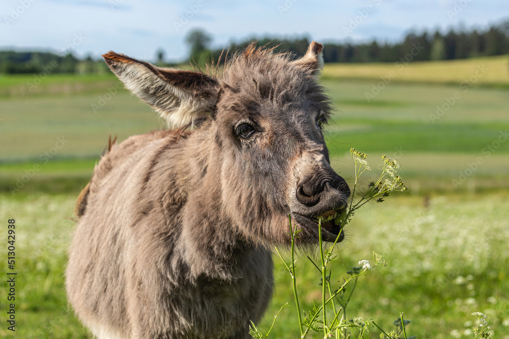 Portrait of a cute miniature donkey on a pasture in summer outdoors