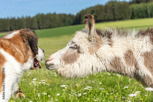 Fototapeta Naklejka Na Ścianę i Meble -  Cute animal friends: A pretty miniature donkey and a saint bernard dog interacting together