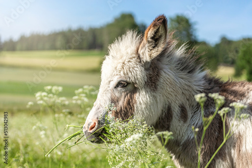 Canvas Print Portrait of a cute miniature donkey on a pasture in summer outdoors