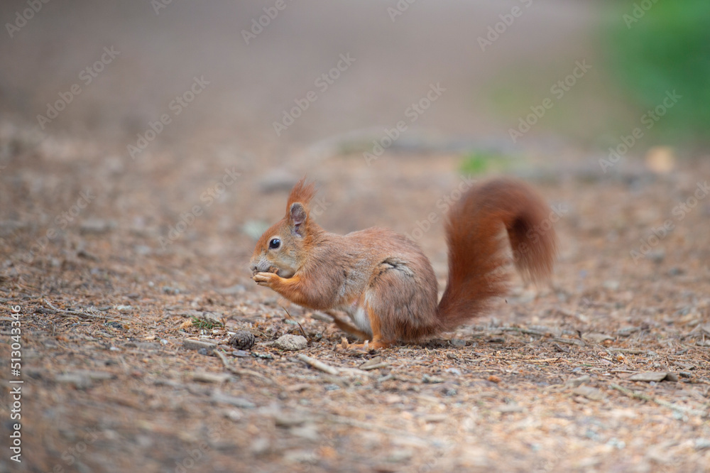 Süßes kleines Eichhörnchen steht auf den Hinterbeinen und frisst etwas, das es mit seinen Händen hält