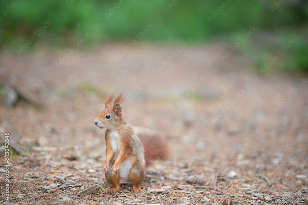 Süßes, neugierig schauendes Eichhörnchen im Wald Süßes, neugierig schauendes Eichhörnchen im Wald
