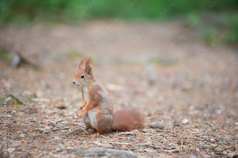 Süßes kleines Eichhörnchen steht auf den Hinterbeinen und schaut interessiert nach links Süßes kleines Eichhörnchen steht auf den Hinterbeinen und schaut interessiert nach links