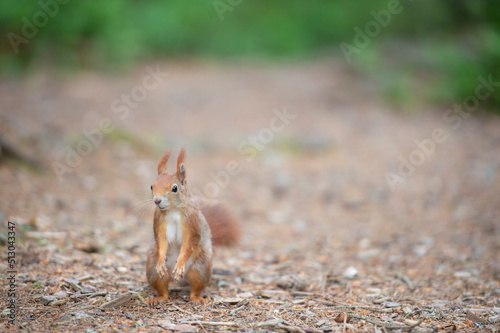 Süßes kleines Eichhörnchen steht mit den Hinterfüßen auf Waldboden und schaut interessiert in die Gegend © heike114