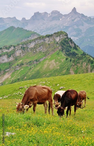 Kühe auf der Alp