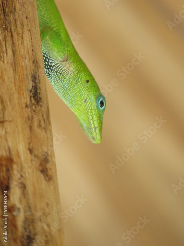 Reptil Verde