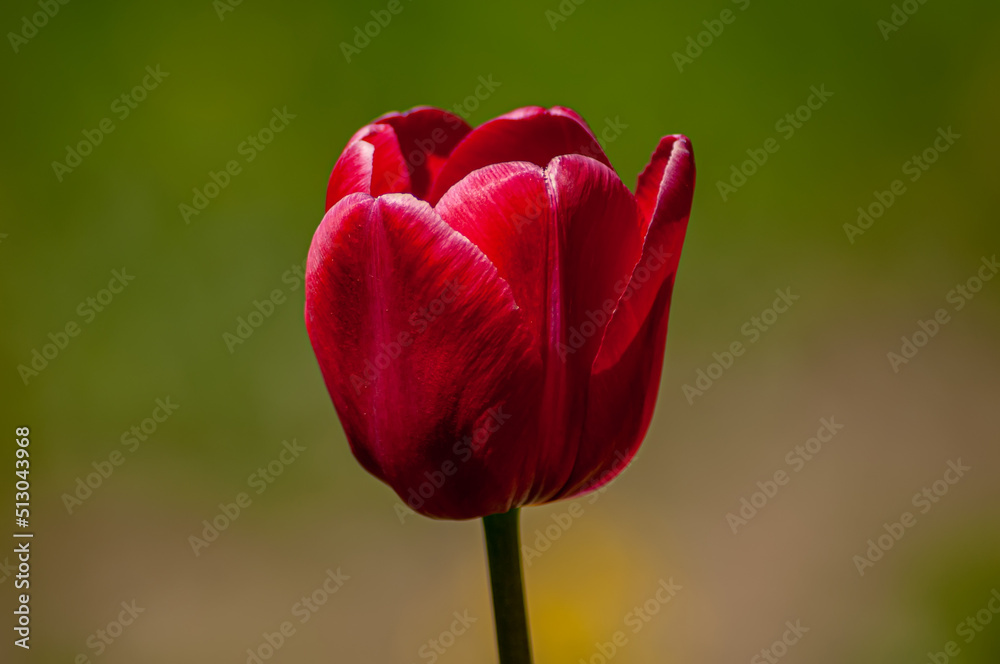 Tulips are bright red and yellow, delightful flowers in the garden. Photos on a sunny summer day. Tulips are bright red and yellow, delightful flowers in the garden. Photos on a sunny summer day.