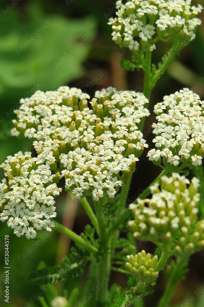 Yarrow medicinal plant growing in the field close-up