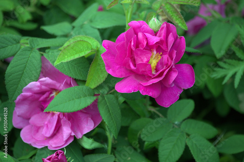 Beach Rose