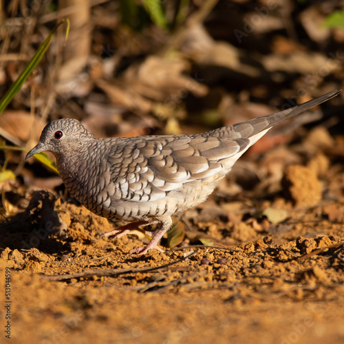 ave, natureza, fauna, animais, inóspito, bico, braun, pena, pena, codorna, branco, avian, melro, negro, ala, isolado, faisão, jovem, molhar, pomba, pombo, rolinha, rolinha, fogo, apagou photo