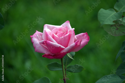 Pink Garden Rose