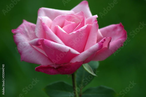 Pink Garden Rose