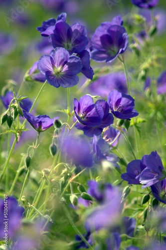 Himalayan Crane's Bill