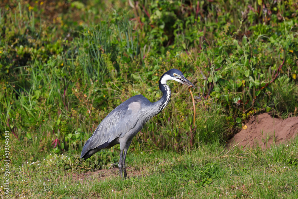 Black-headed Heron Bird With Caught Snake (Ardea melanocephala), Mossel Bay, South Africa Black-headed Heron Bird With Caught Snake (Ardea melanocephala), Mossel Bay, South Africa