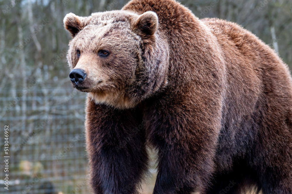 Close up big brown bear in spring forest Close up big brown bear in spring forest
