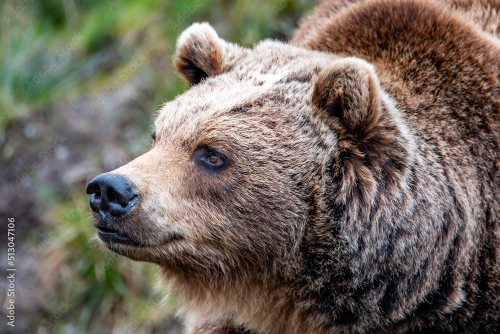 Obraz premium Close up big brown bear in spring forest