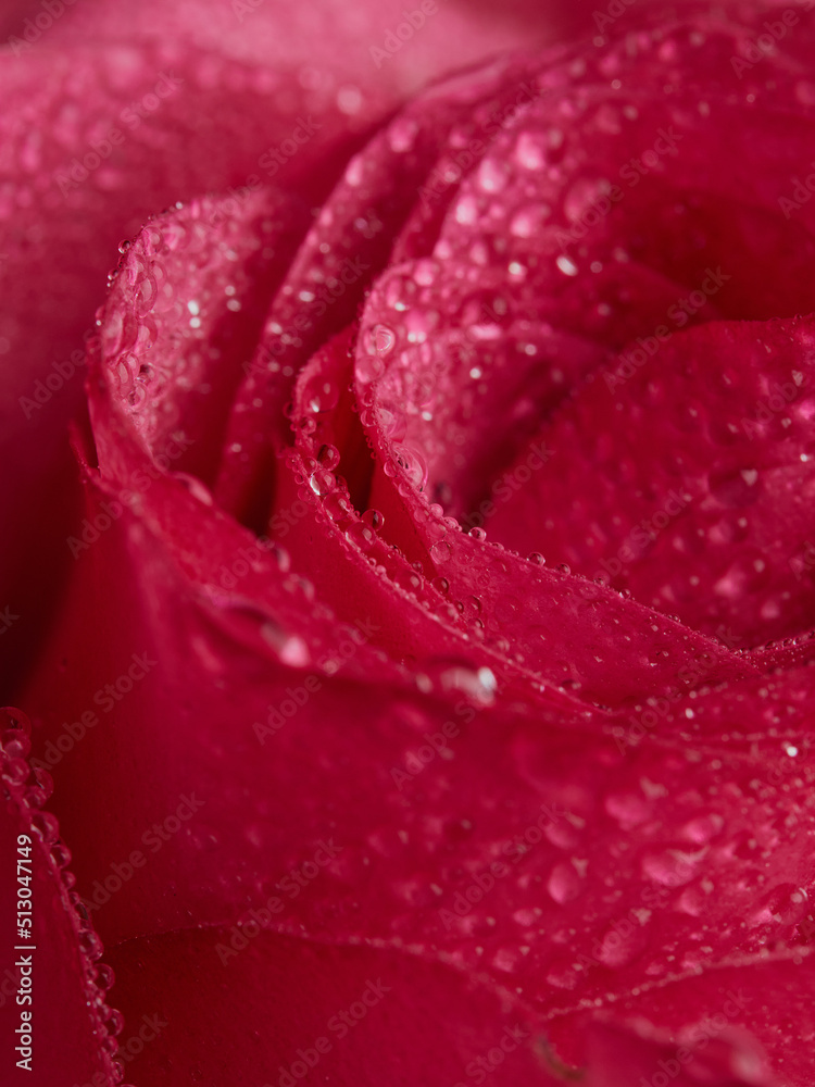 Red rose petals with rain drops closeup. Red Rose. Red rose petals with rain drops closeup. Red Rose.