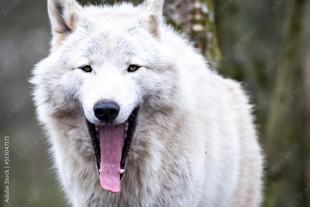 Close up of an adult white wolve roaming in the forest Close up of an adult white wolve roaming in the forest