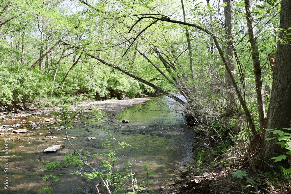 Obraz premium The flowing creek in the woods on a spring day.