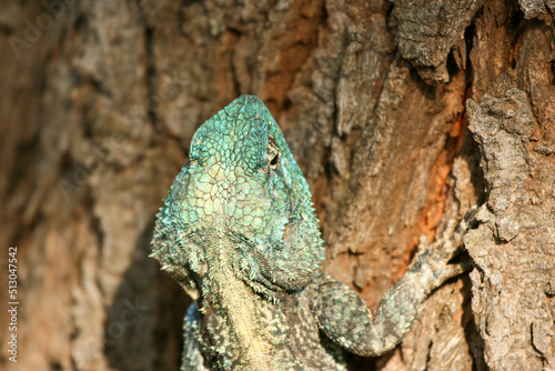 Southern Tree Agama, Kruger National Park, South Africa photo