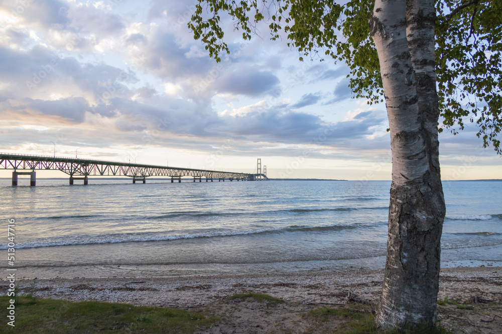 Obraz premium Birch tree on the beach with Mackinac Bridge in background, Michigan, USA