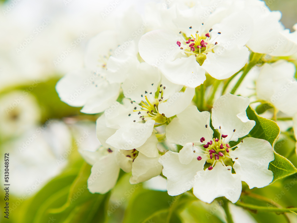 Beautiful pear flowers on a blurred calm background. pear blossom copy space