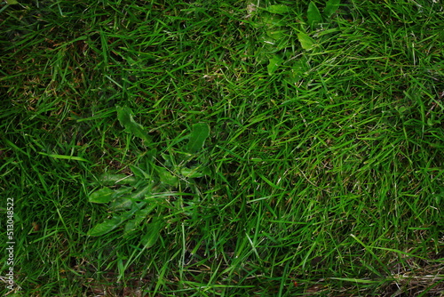 Overgrown lawn background with some weeds and dead grass, top view, texture, green grass, overgrown grass.